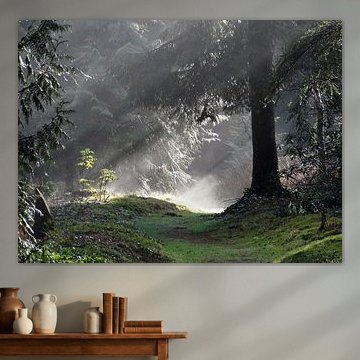 Zonsopkomst in het bos