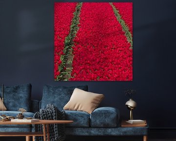 Rode Tulpen von Robert Kersbergen