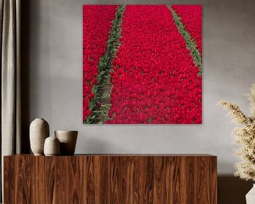 Rode Tulpen van Robert Kersbergen