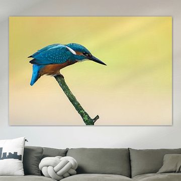 Martin-pêcheur sur une branche