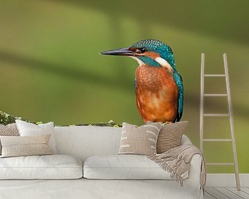 Kingfisher on branch by Ronald Kamphuis