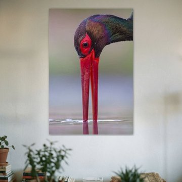 Portrait of Drinking Black Stork (Ciconia nigra) by Nature in Stock