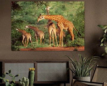 Groupe de girafes au Kenya sur Nature in Stock