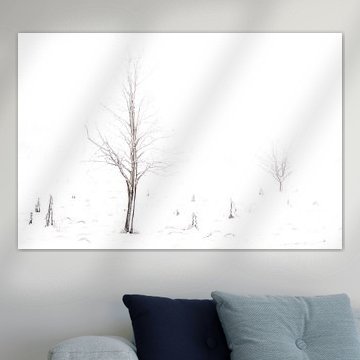 Winter im Hohen Venn