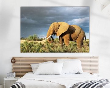 Afrikaanse olifant (Loxodonta africana) in de savanne van Nature in Stock
