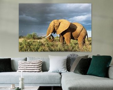 African elephant (Loxodonta africana) in the savannah by Nature in Stock