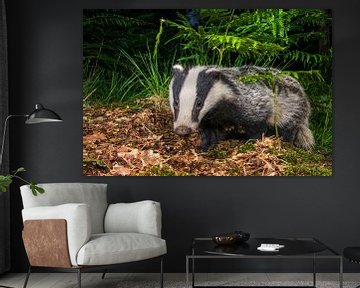 Curious Badger (Meles meles) in a dark oak forest by Nature in Stock