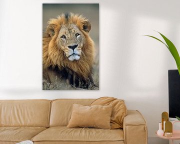 Portret van een leeuw van Nature in Stock