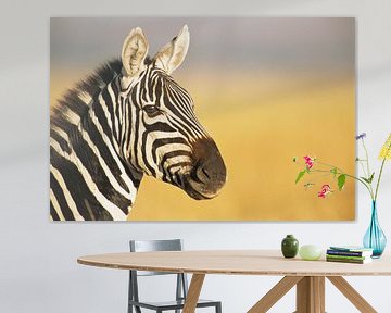 Portrait of a Common Zebra or Steppezebra (Equus quagga) in close-up by Nature in Stock