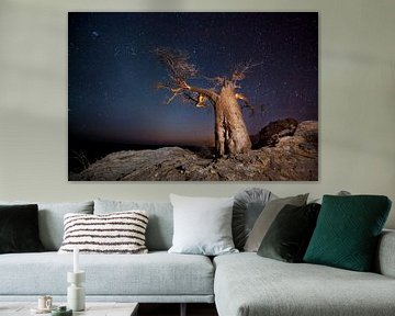 Nachtfoto van een Afrikaanse baobab (Adansonia digitata) tegen een sterrenlucht van Nature in Stock