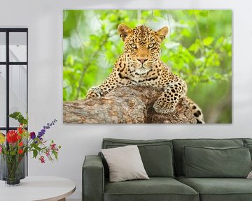 Portrait d'une femelle léopard (Panthera pardus) dans un arbre sur Nature in Stock