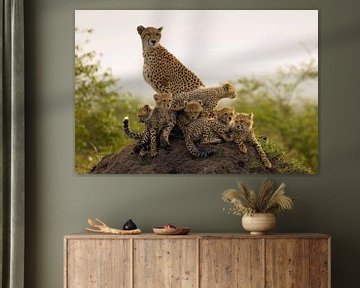 Moeder Jachtluipaard (Acinonyx jubatus) met zes welpen op de uitkijk op een termietenheuvel