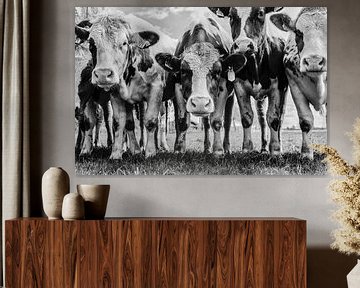 Cows by jan van de ven