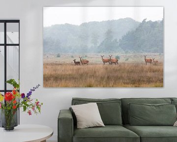 Edelherten op de heide bij Uddel, Veluwe