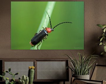small and wonderfull by dieter provoost