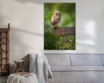 Uilskuiken van de Steenuil - Little Owl van Aukje Ploeg