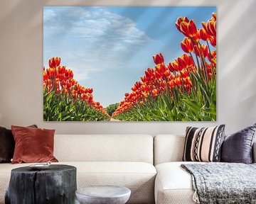 Champs de tulipes de Noordwijk sur Photologic  Fotografie