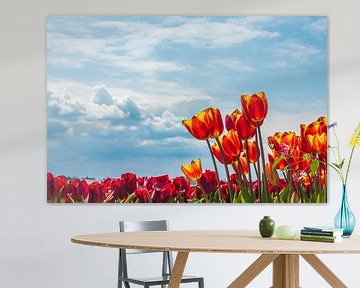 Noordwijkse tulpenvelden van Photologic  Fotografie