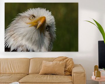 Weißkopfseeadler