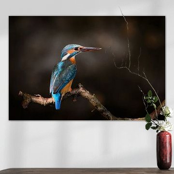 IJsvogel - Kingfisher