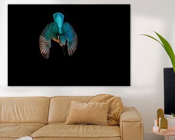 IJsvogel - Kingfisher sur Frank Reiz