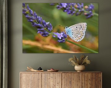 Papillon  Argus bleu sur Ad Jekel