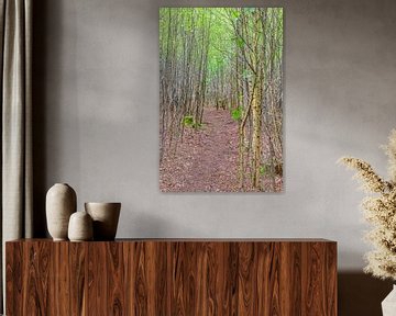 Forest trail in the nature reserve Anna´s Hoeve in Hilversum by didier de borle