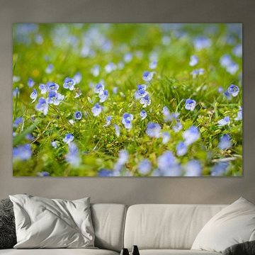 Speedwell dans le domaine