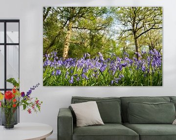 Flowering wood hyacinths in an English oak forest by Nature in Stock