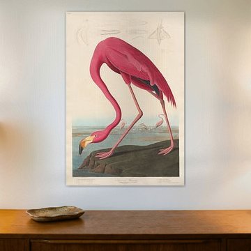 American Flamingo, original