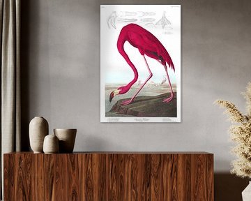 American Flamingo op wit, met legenda