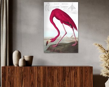 American Flamingo, on white without legend