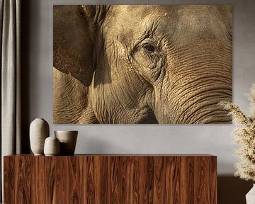 Oog van olifant van Richard Zeinstra