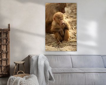 Junge Affen mit Mutter sur Richard Zeinstra