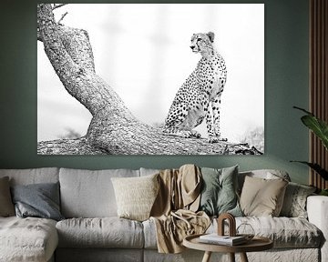 Cheetah King poses  by Lotje Hondius