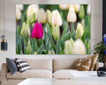 Tulips on the field von Marcel Derweduwen