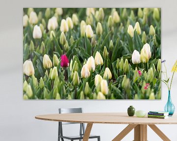 Tulips on the field von Marcel Derweduwen