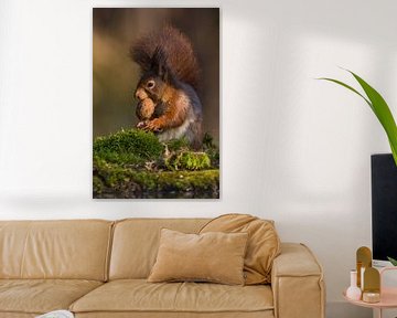 Squirrel with walnut by Göran Dekker