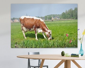 Koe in weiland van Jeroen van Breemen