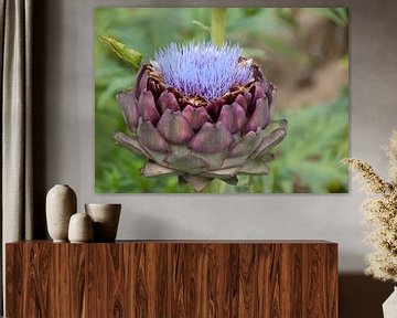 Globe artichoke in bloom by Ellen Driesse