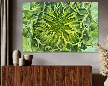 Sonnenblumenknospe