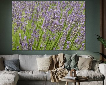 Lavendel in Frankrijk van Harry Kors