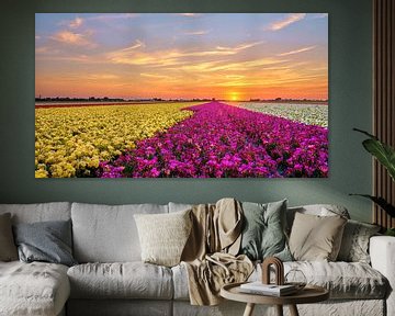 kleurrijk bloemenveld van fesia's bij een zonsondergang van eric van der eijk