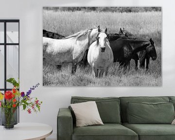 Witte paarden zwarte paarden von Jolanda van Eek en Ron de Jong