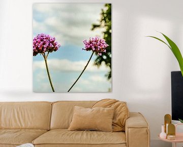 Bloemen & planten van Stef De Vos