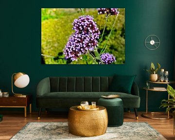 Bloemen & planten van Stef De Vos