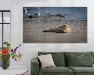 Zeehond op strand Noordzee sur Randy van Domselaar