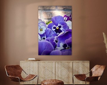 Winterviool op zijn mooist