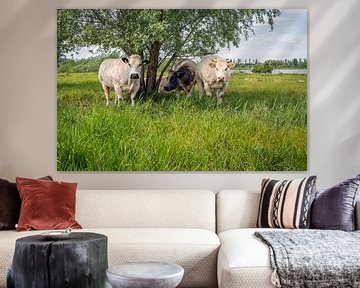 Groepje koeien onder boom van Ruud Morijn