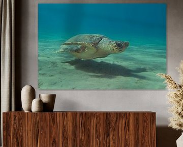 Zeeschildpad op Zakynthos van Daniëlle van der meule